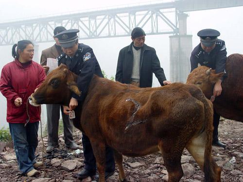 在重庆万州卖猪肉需要什么资料