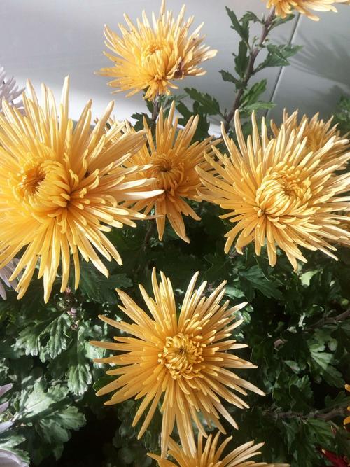 菊花剪了只剩下光杆怎么处理