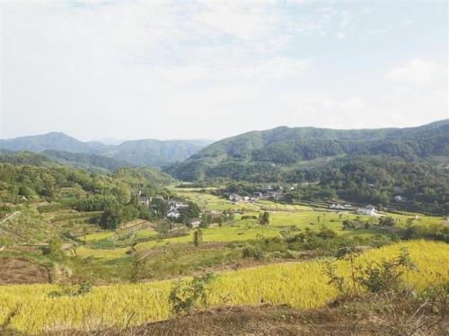 高山种水稻谁提出