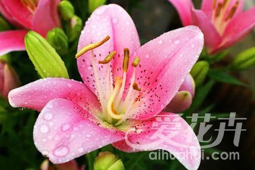 现在的网络流行“百合”到底是什么