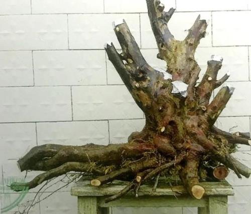 下山雀梅桩发芽后突然枯萎