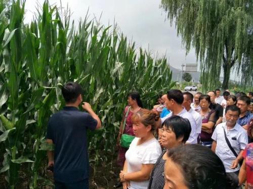 华龙玉978玉米种
