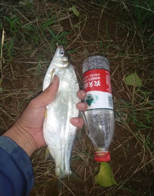 冬季钓黄尾选多深的水
