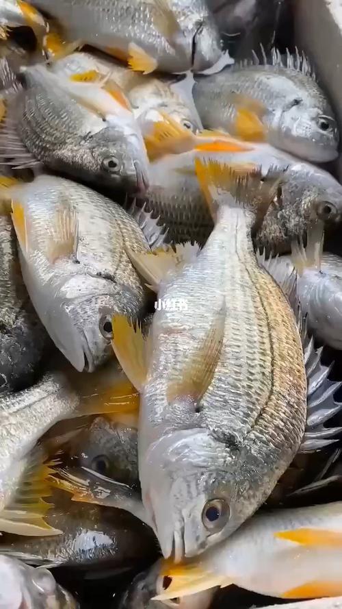 黄立鱼有刺吗