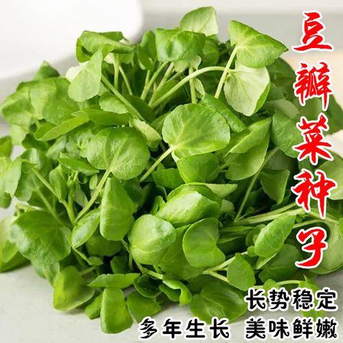 广东十二月种什么菜