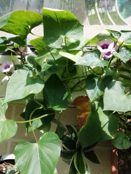 红薯开花正常吗