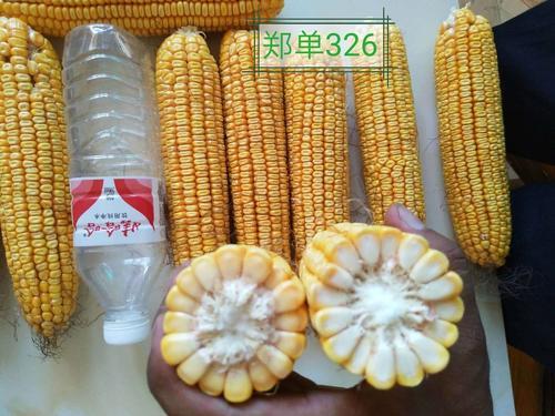 天玉918玉米品种