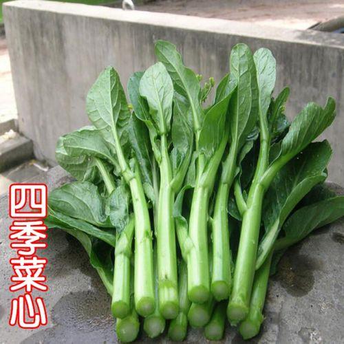 菜芯冬天要生长多久