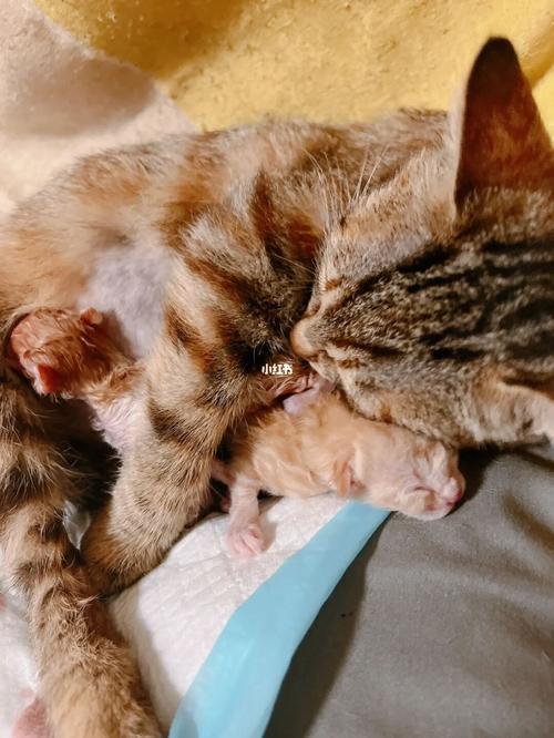 怎么能让猫快点生孩子