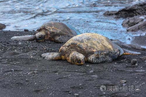流浪乌龟的概念