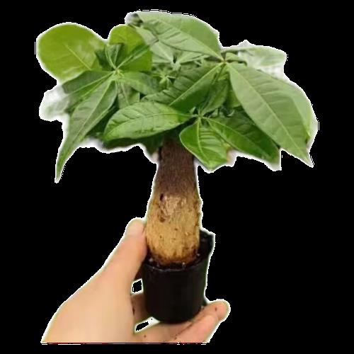 适合春节前后移栽的矮株绿植