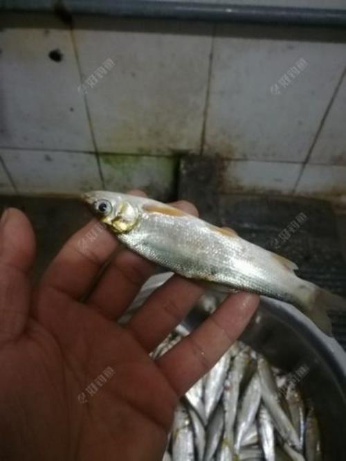有白条的地方水质好不好
