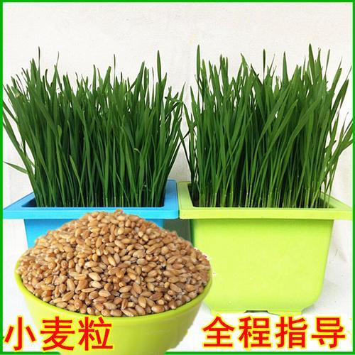 水上浮床可以种小麦吗