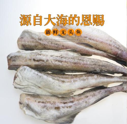 明太鱼是海鱼还是淡水鱼吗