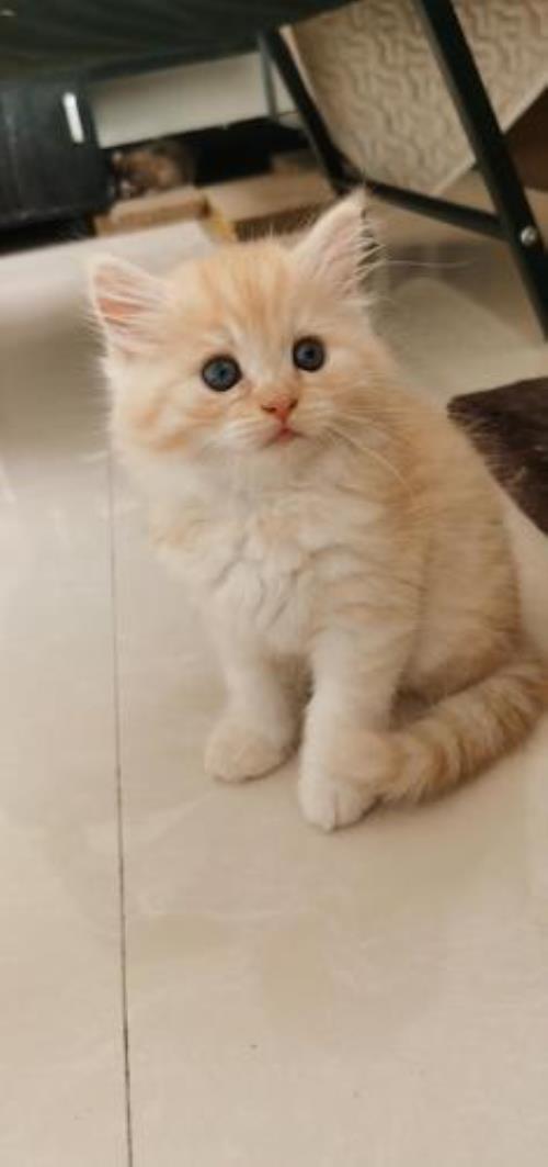 乳白加黄高地猫属于什么品种