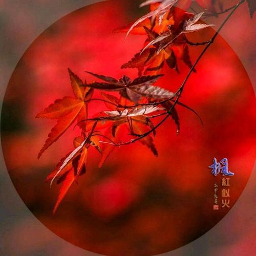 风雨盼归期什么意思