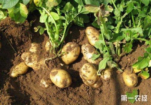土豆种子一亩地种多少斤