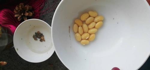 豆子最迟几天发芽