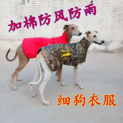 惠比特冬天会冻坏吗