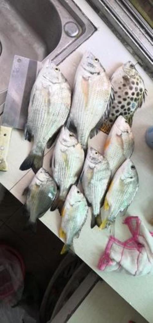 矶钓黄脚蜡钓底好还是钓浮好