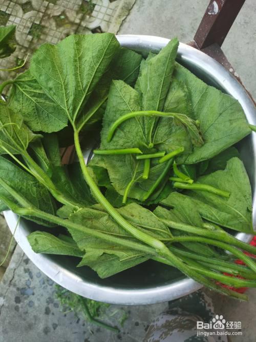 南瓜苗什么时候摘-最好