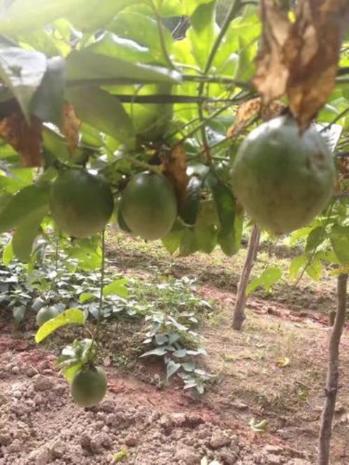 德宏百香果种植历史