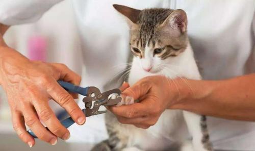 多久给猫咪剪一次指甲