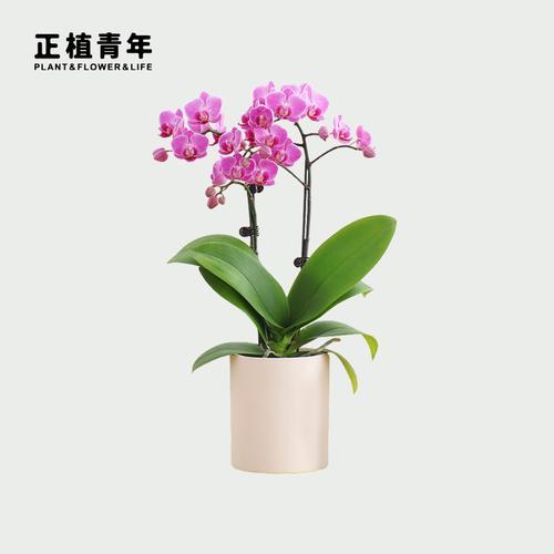迷你蝴蝶兰能不能长大