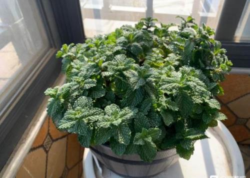 家里养的薄荷发红是怎么回事啊