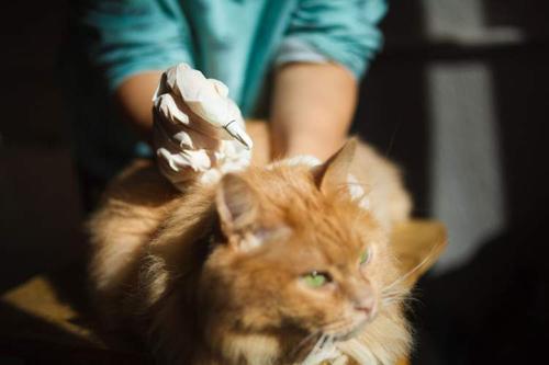 猫需要掏耳勺吗