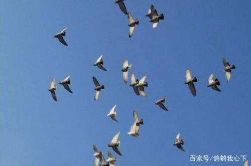 比赛鸽子飞到我家不走怎么办