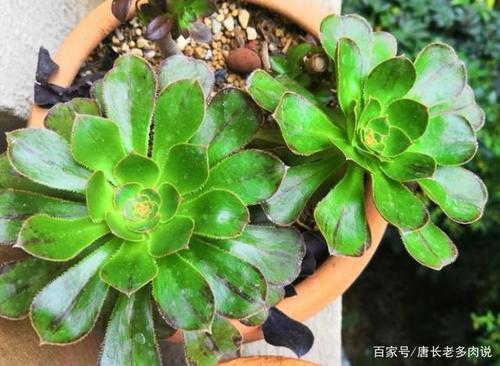 不褪锦的法师品种有哪些
