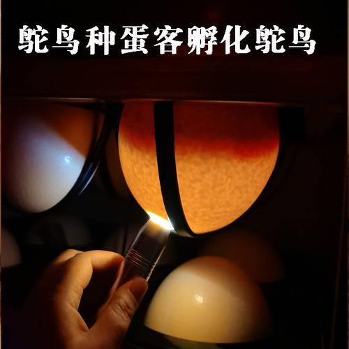 水床可以孵化鸵鸟蛋吗