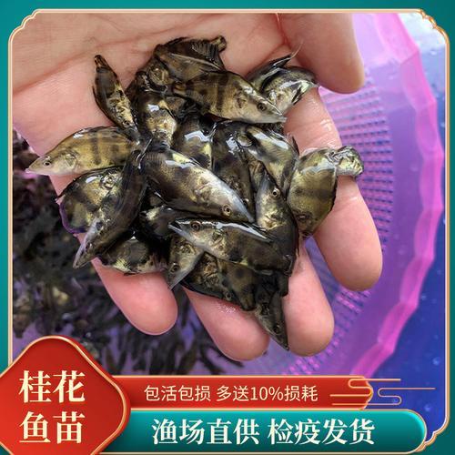 桂花鱼苗前期喂什么给它吃