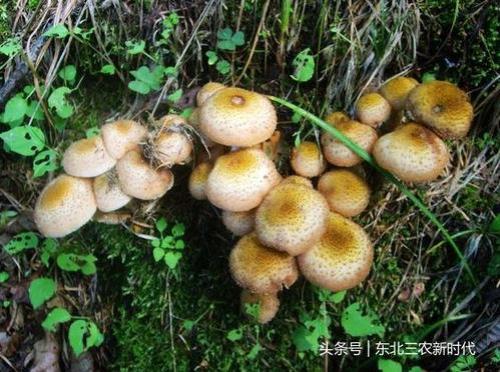 什么季节的蘑菇最便宜