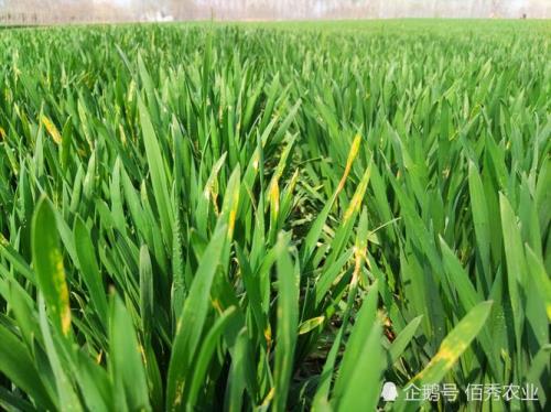 小麦喷施安乃近什么时候最好