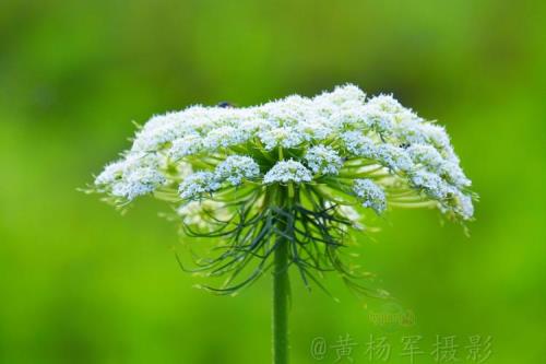 胡萝卜多长时间开花