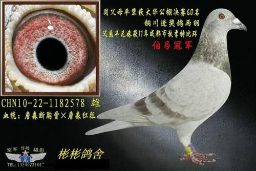 描写红眼鸽子新特点的句子