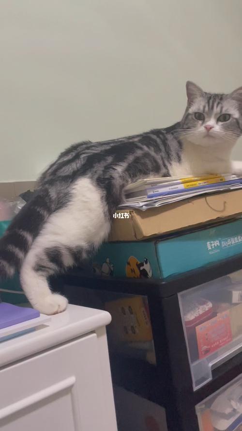 四川话猫店是什么意思