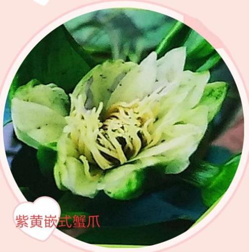 螃蟹可以和荷花养到一块吗