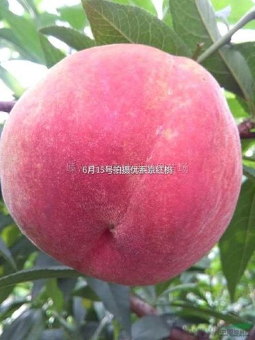 红桃品种哪个最好