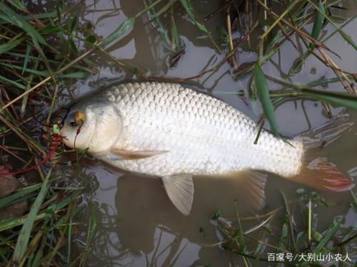 为什么梅州钓法顶漂不中鱼