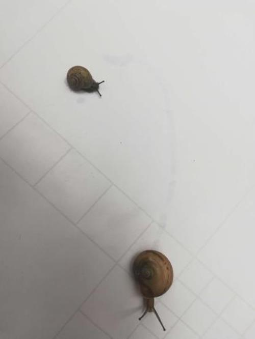 蜗牛为什么总在盒子上面呆着