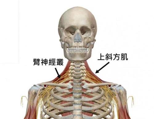 大脖筋的位置图片