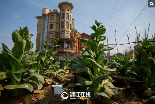 在城里的居民屋里种菜违不违法