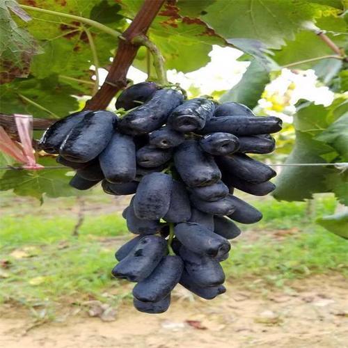 广东种蓝宝石葡萄什么时候开花