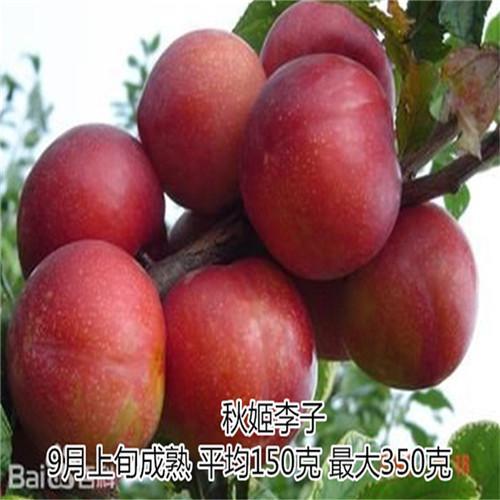 苹果李子是哪里出产的