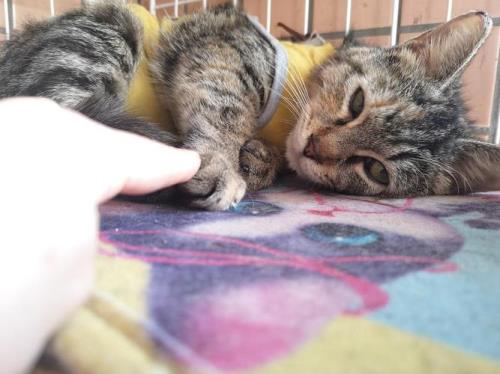 狸花猫养多大可以放生