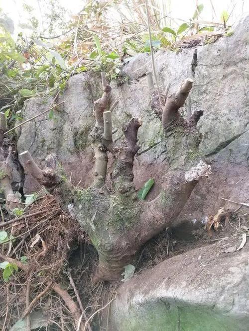 五月份还可以挖山木香树桩吗