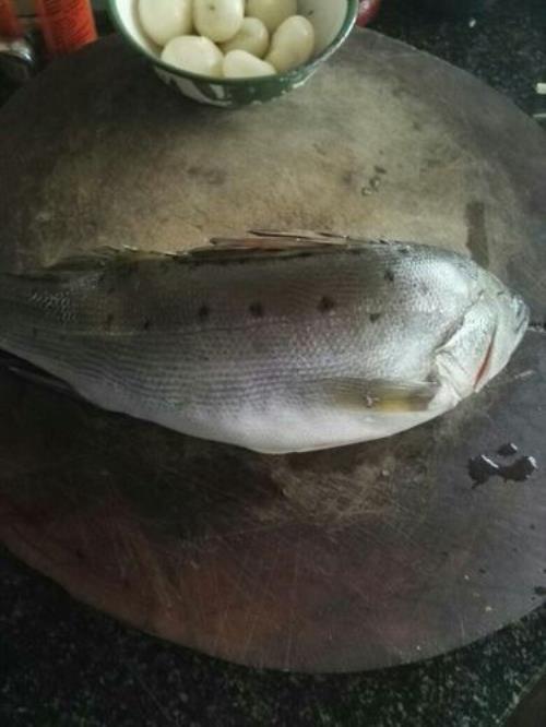 ，生酮鱼是什么鱼